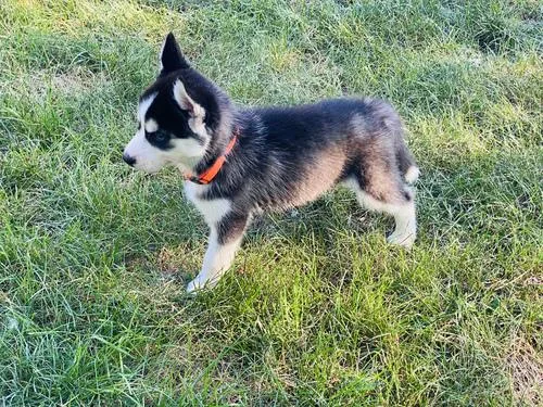4 Stunning Siberian husky puppies ready to leave