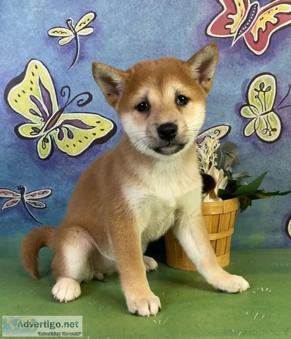 Shelly Shiba Inu