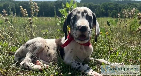 Euro Great Dane Puppies AKC registered