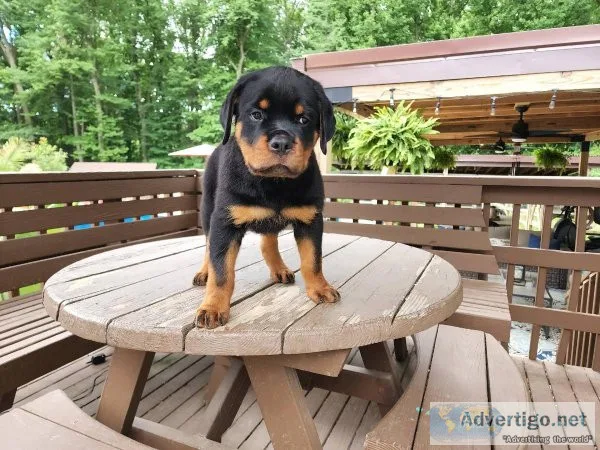 Rottweiler Puppies for sale
