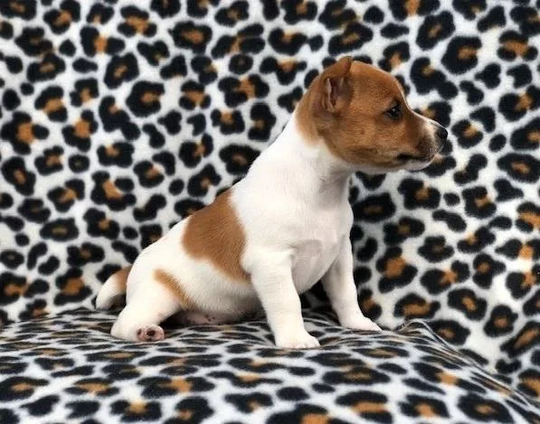 Stunning Jack Russell puppies