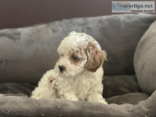 Adorable Multipoo Puppies