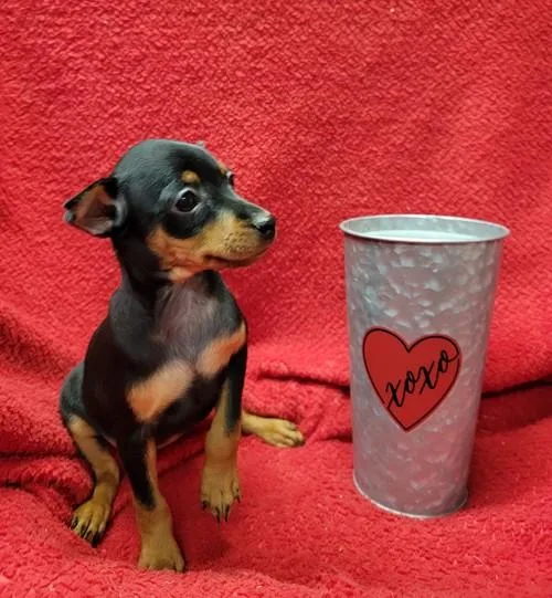 Ready Now Miniature Pinscher Puppies