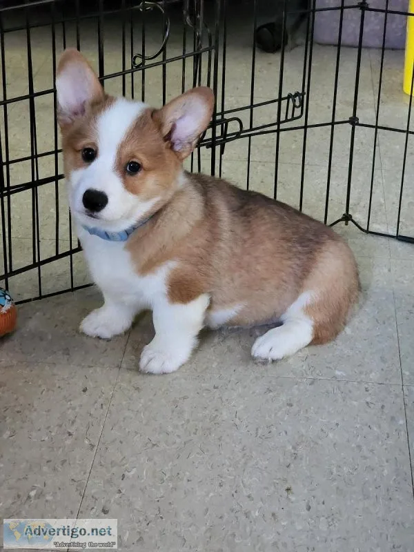 Pembroke Welsh Corgi Puppies