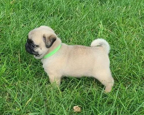 AKC Reg MF Pug puppies for sale