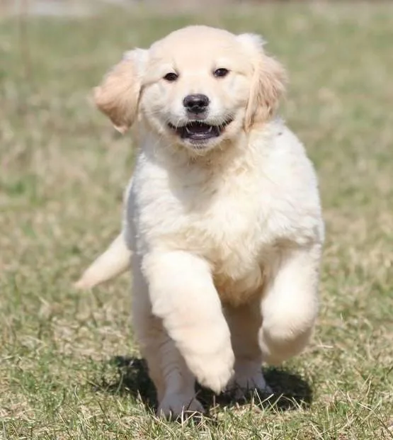 Golden Retriever puppies for sale