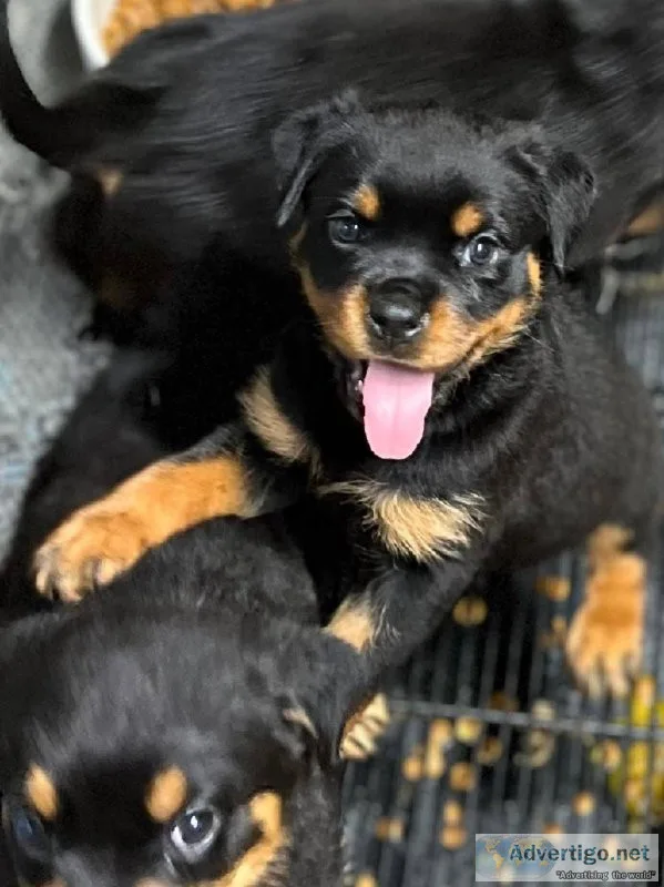 Rottweiler Puppies for sale