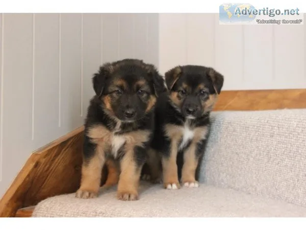 Healthy Playful German Shepherd Text  334-357-6330