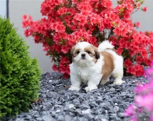Gorgeous Shih Tzu Puppies Available Now
