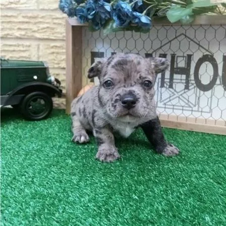 Courageous French Bulldog Puppies For Sale