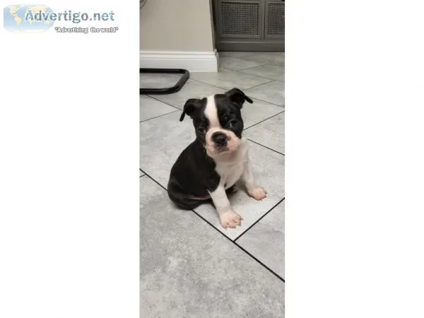Boston terrier puppies for sale. Pups are being wormed every 2 w