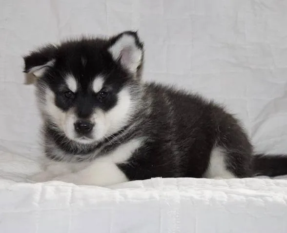 Energetic Alaskan Malamute Puppies For Sale