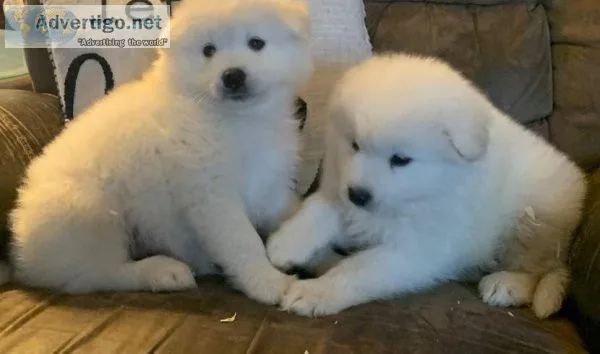 Nervous White Samoyed Puppies