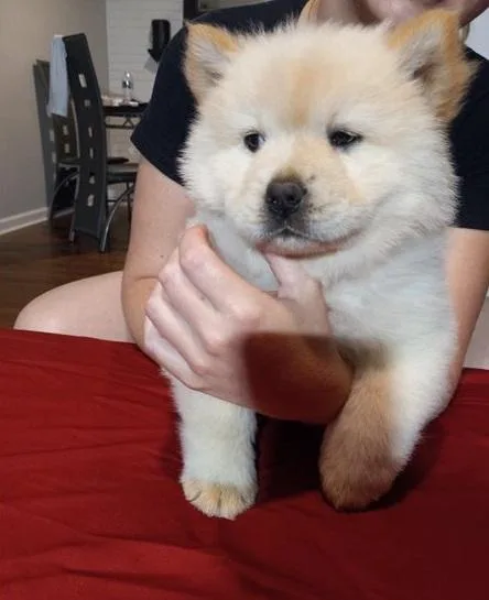 Cautious Chow Chow Puppies For Sale