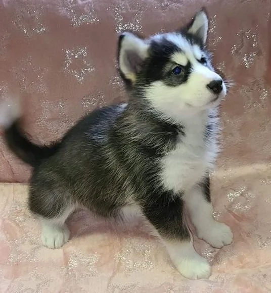 Dapper Alaskan Malamute Puppies Available Now