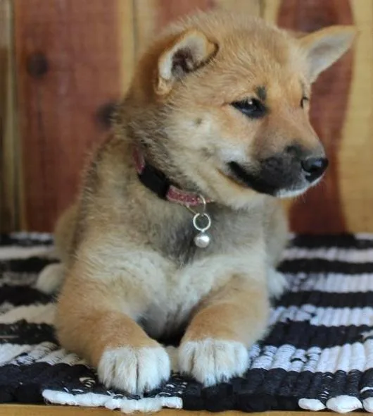 Naive Shiba Inu Puppies Available for sale