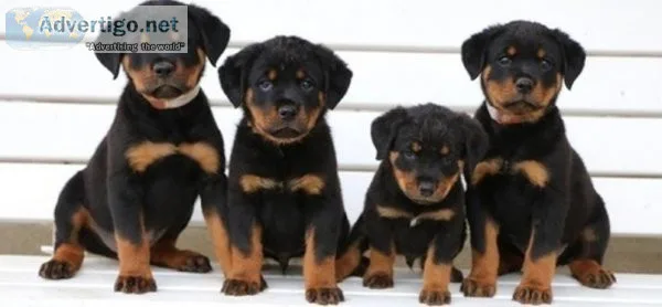 Astonished Rottweiler puppies.