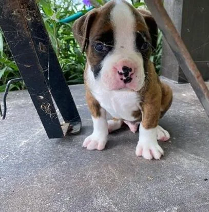 Youthful Boxer Puppies For Sale
