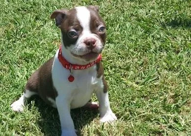 Super Adorable Boston Terrier Puppies