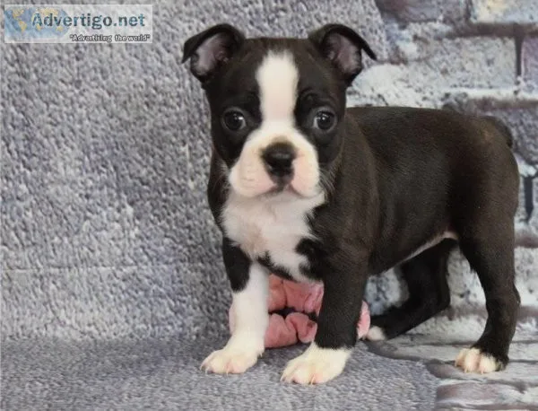 well acclimated Boston Terrier Puppy