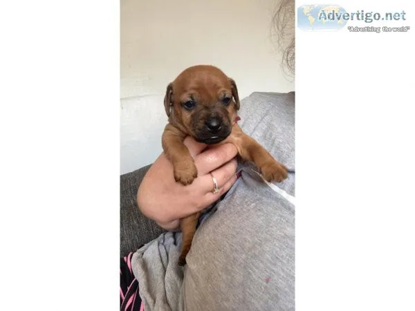 Patterdale Terrier Puppies For Rehoming  Text  334-357-6330