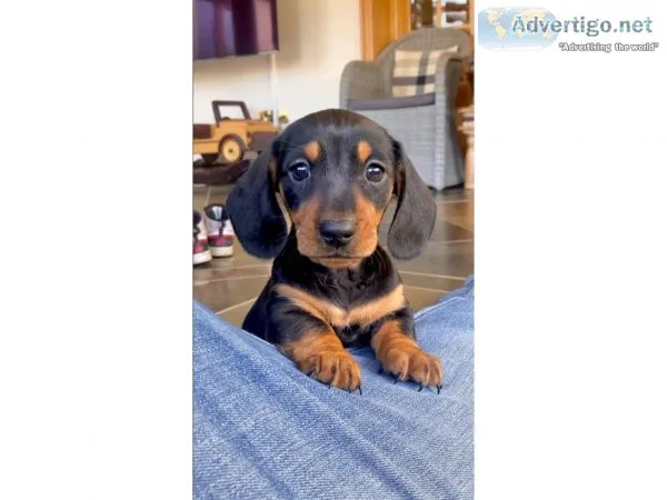 LTAFS PRA Clear Miniature Dachhound Puppies..Text 334-357-6330