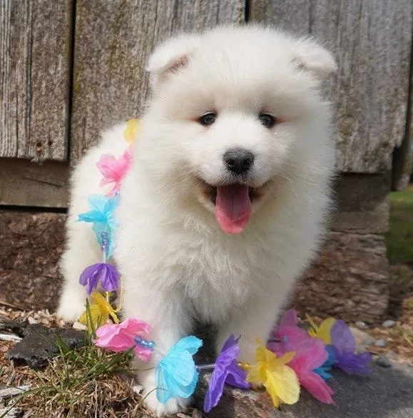 Light Shine Samoyed Puppies For Sale