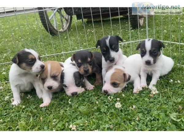 YSUMX Traditional Jack Russells Puppies For Sale  Text  334-357-