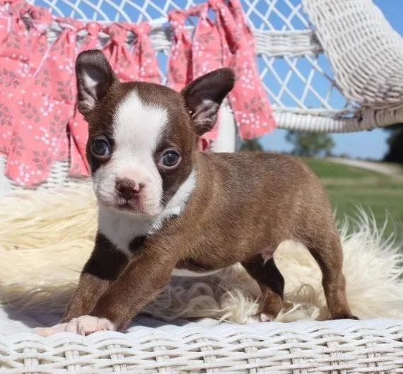 AKC registered Boston Terrier Puppies