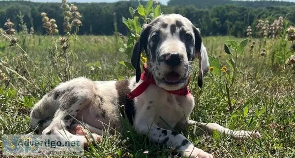 Famous Great Dane Puppies For Sale
