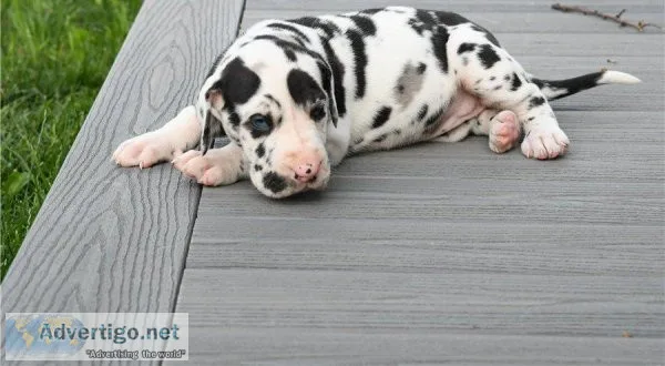 Full potty trained Great Dane Puppies available