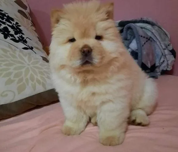 Idealistic Chow Chow Puppies Ready Now