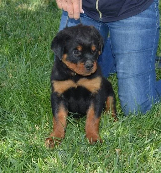 Lame Rottweiler Puppies For Sale