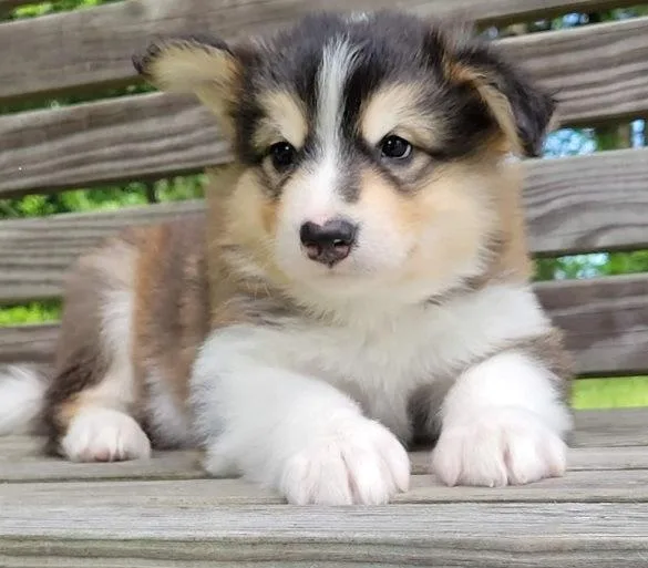 Poised Alaskan Malamute Puppies Available