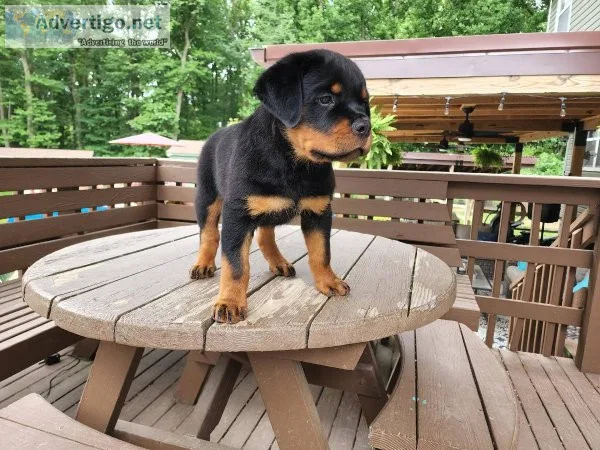 Rottweiler Puppies for sale
