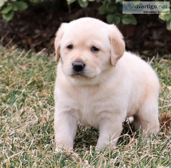 Labrador Retriever puppies for sale