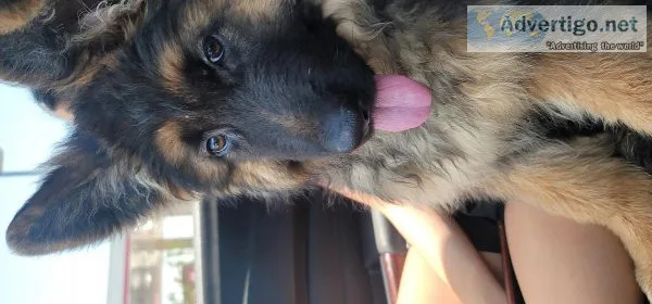 Long haired German Shepperd