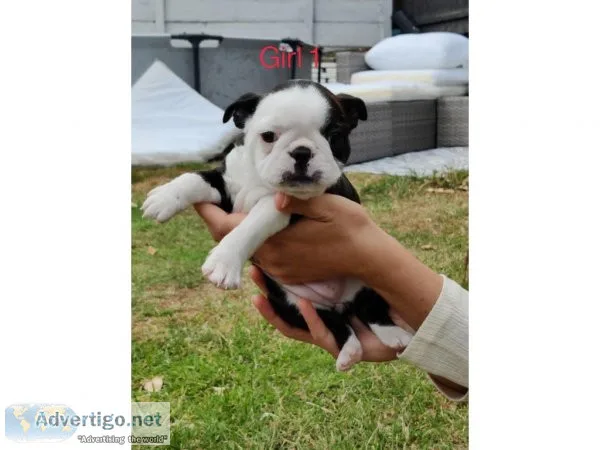 Perfect Boston terrier puppies for sale
