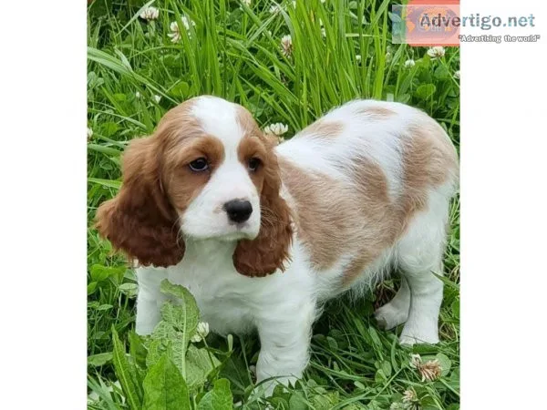 M5R4C Cocker Spaniel For Sale  Text  334-357-6330