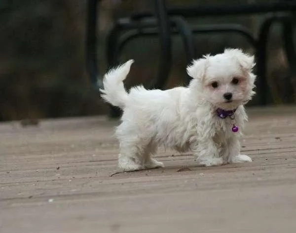 Lovely Male and Females Maltese Puppies 2 Left Now