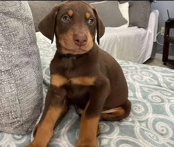 Doberman Puppies