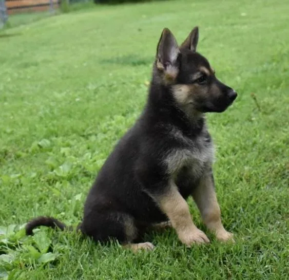 Disgusted German Shepherd Puppies For Sale
