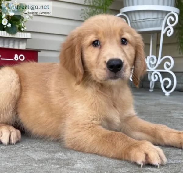 Adorable Golden retriever puppy