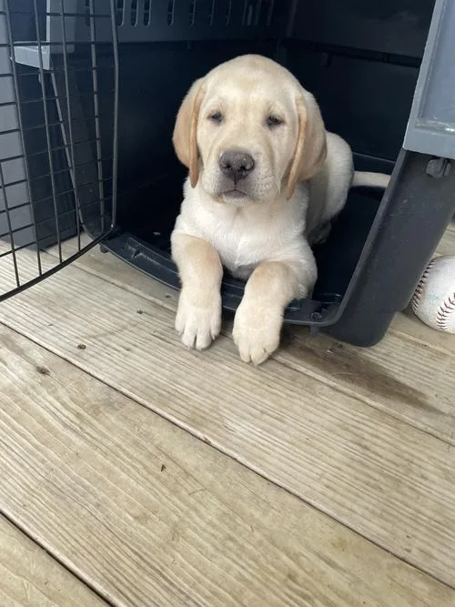 Pure Labrador Retriever Puppies For Sale.
