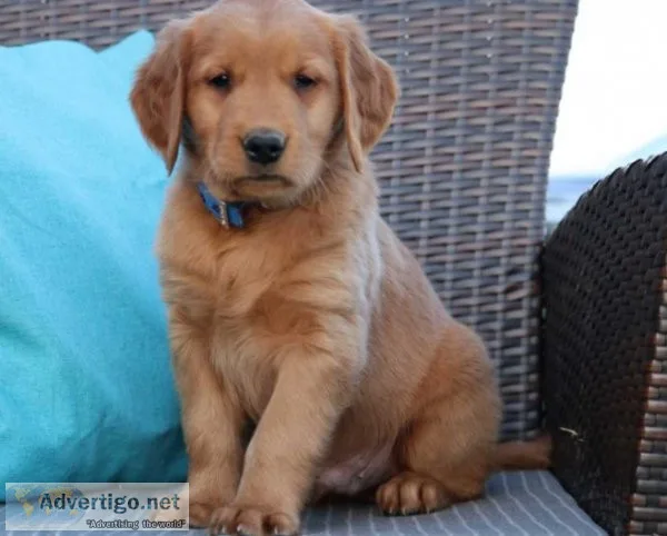 Hazel Golden Retriever Puppies For sale