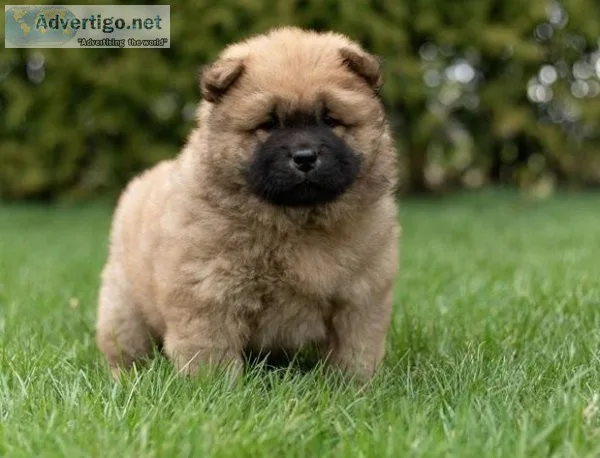 Repulsive Chow Chow Puppies For Sale