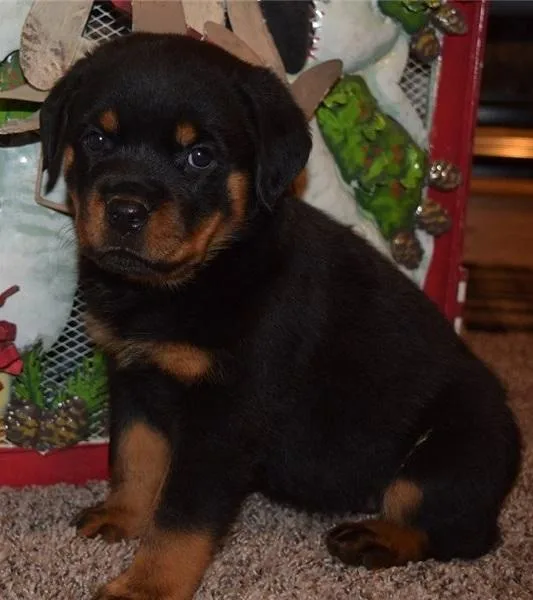 Zealous Rottweiler Puppies Available Now