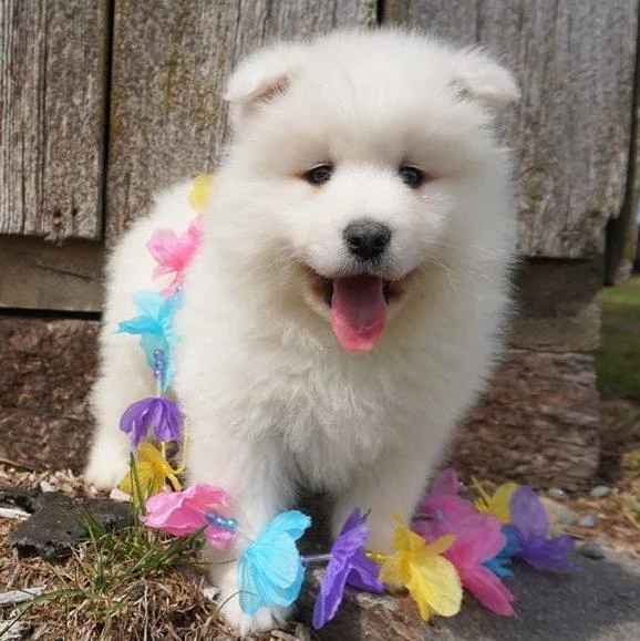 Obedient Samoyed Puppies.