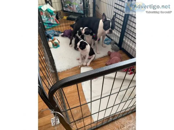 Beauty Boston terrier puppies for sale