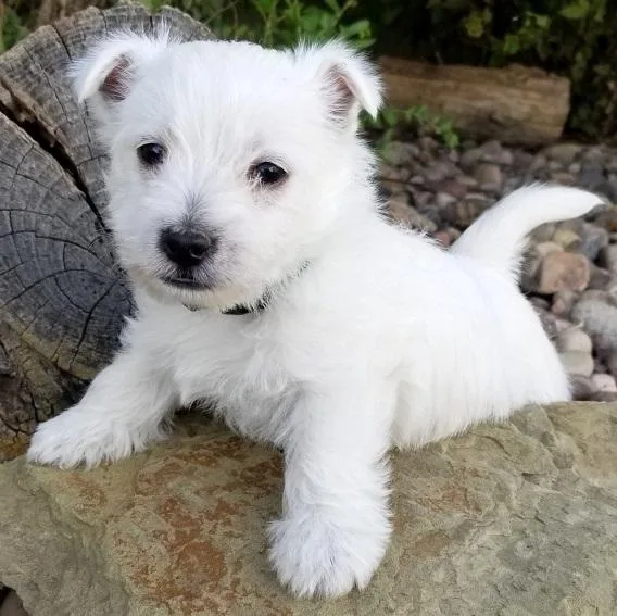 Adorable West Highland White Terrier puppies
